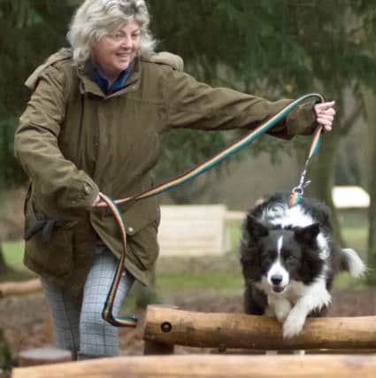 A cute collie jumps the bar PICTURE: Duncan Shepher (180077_005b)