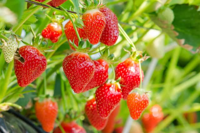 Now is the time to get to grips with your strawberry bed.