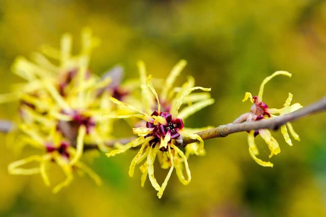 Chinese witch hazel.
