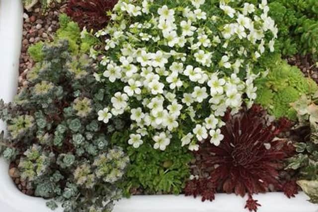 Plants in a butler sink.