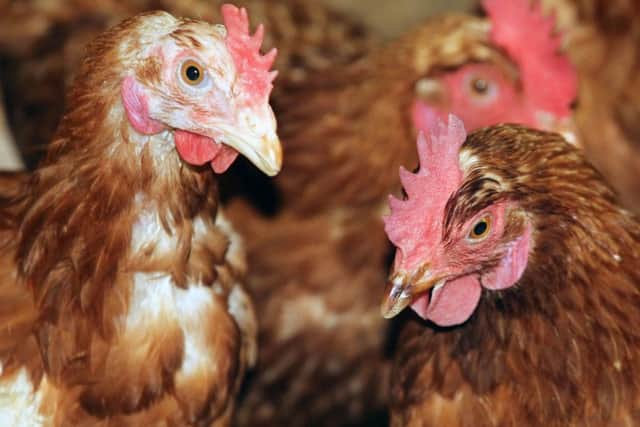 Poultry keepers now have to follow strict measures to protect their birds