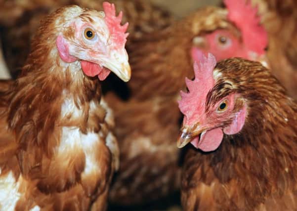 Poultry keepers now have to follow strict measures to protect their birds