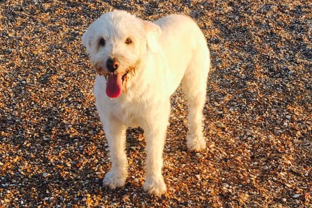 LAUREN WALTERS Sandie the labradoodle in Southsea on a blustery winter's walk