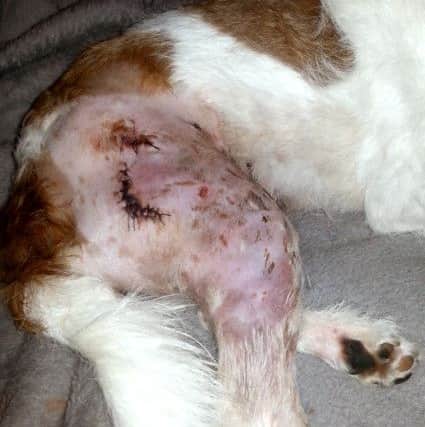 Coco's injuries