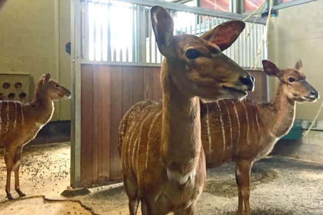 African antelope known as nyala in their enclosure at Marwell