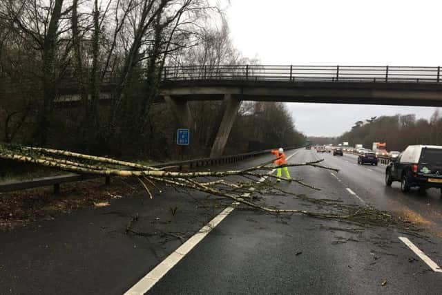 The fallen tree on M27 westbound just after junction 9 for Whiteley on January 24 2018. Picture: @HantsPolRoads