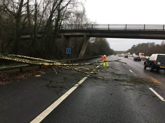 The fallen tree on M27 westbound just after junction 9 for Whiteley on January 24 2018. Picture: @HantsPolRoads