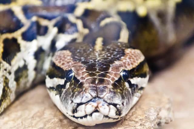 Steve wasn't too fond of the reticulated python he encountered at the zoo