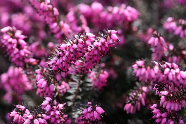 Winter-flowering heather will give a carpet of colour.