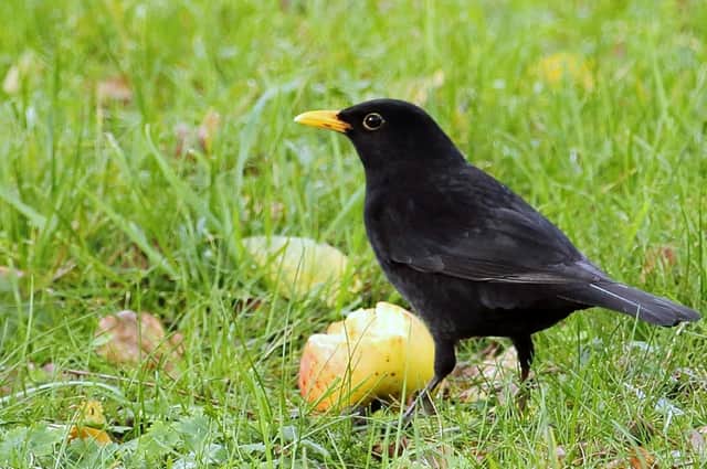 A blackbird eating a shrivelled apple on a lawn.