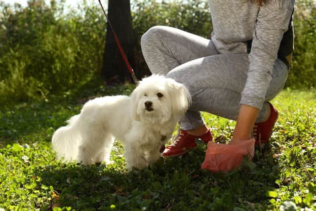 A woman clears up after her dog poos