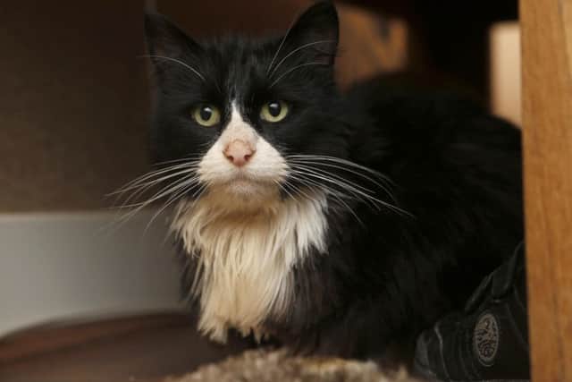 Bubbles the cat pictured at his home in Havant.
Picture : Habibur Rahman