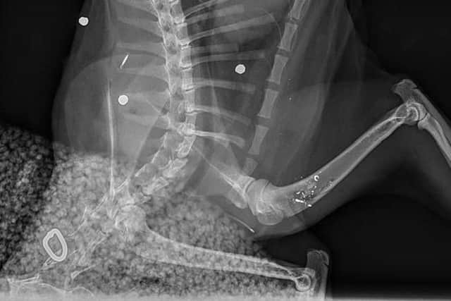 An X-ray of a cat shot with an air rifle