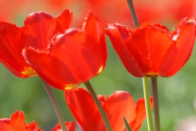 Tulip Oxford.