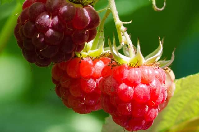 Autumn-fruiting raspberries.