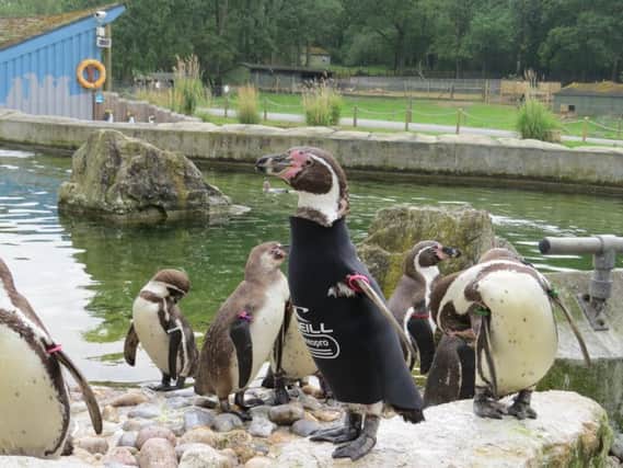 Ralph the penguin has died aged 19. Picture: Marwell Wildlife/Twitter