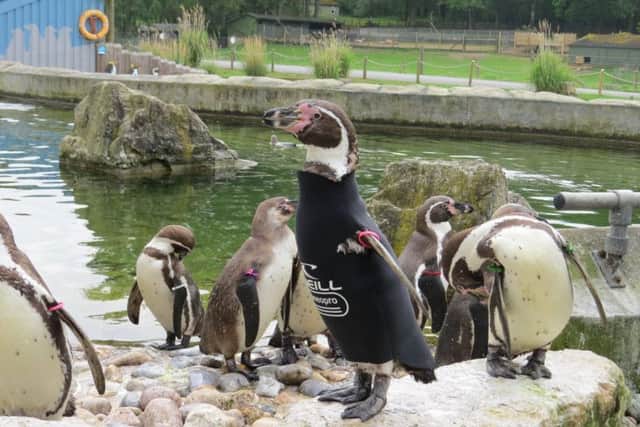Ralph the penguin has died aged 19. Picture: Marwell Wildlife/Twitter