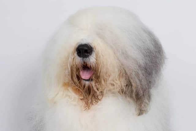 The Dulux dog to open new store