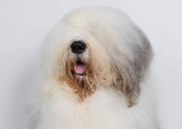 The Dulux dog to open new store