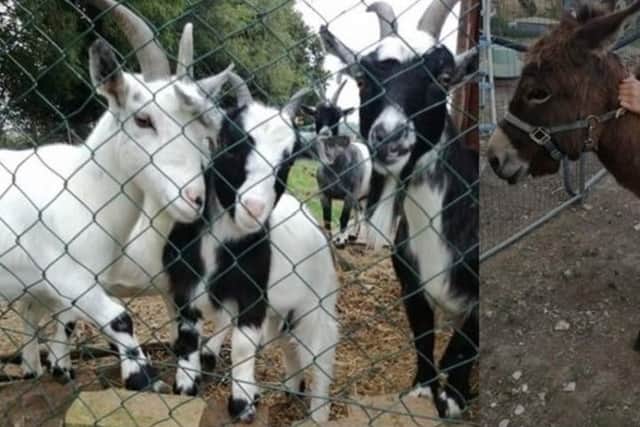 The goats and donkeys stolent from a field in Soberton