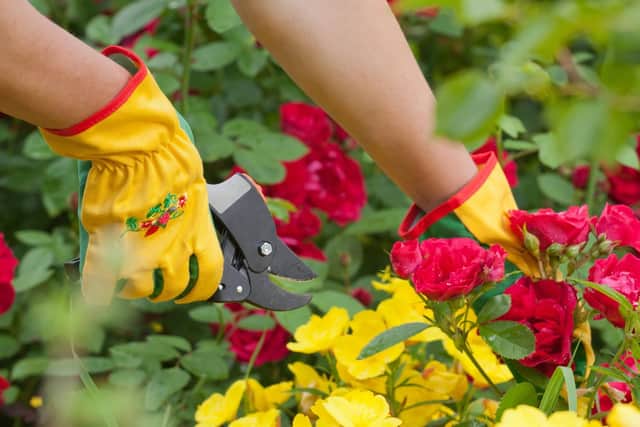 Prune your roses now.