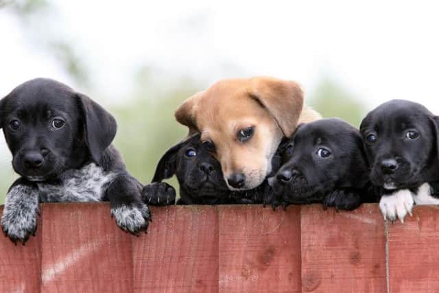 Government is considering banning puppy sales by pet shops and other third party dealers. Picture: Martin Rickett/PA Wire.