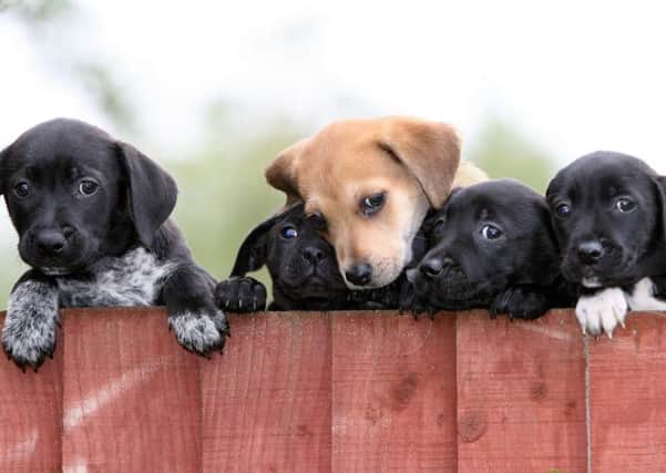 Government is considering banning puppy sales by pet shops and other third party dealers. Picture: Martin Rickett/PA Wire.