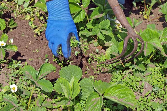 Now's the time to hoe your strawberry bed.