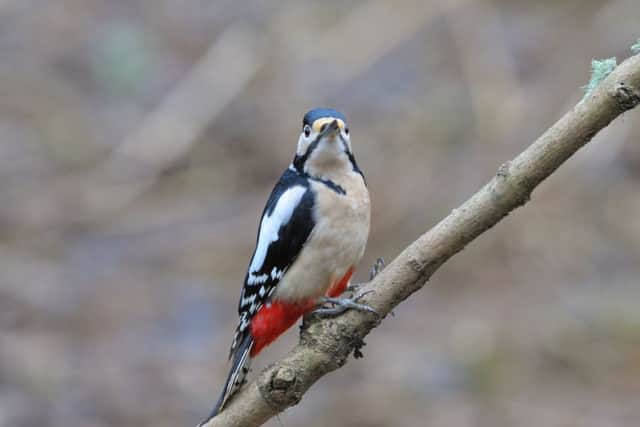 A great spotted woodpecker - spot them in Hampshire and Isle of Wight nature reserves Picture: Ian Cameron-Reid