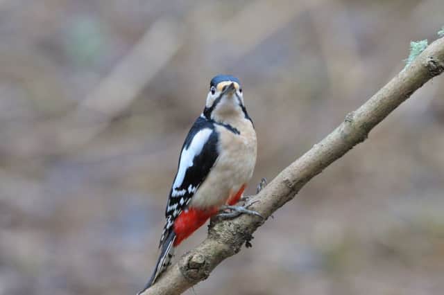 A great spotted woodpecker - spot them in Hampshire and Isle of Wight nature reserves  Picture: Ian Cameron-Reid