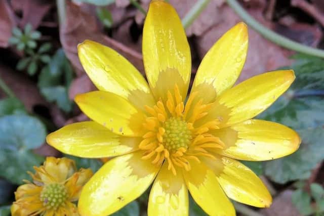 Carol Elliott - A little bit of sunshine to match the sunny weather