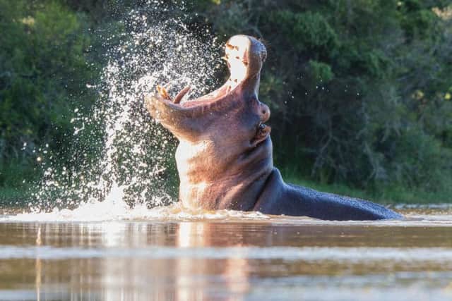 The hippo cooling down.