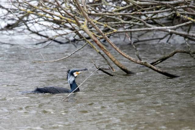 Tony Western -Cormorant at Baffins Pond
