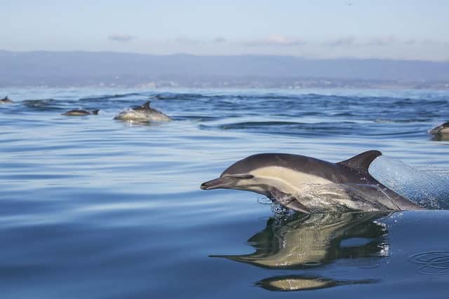 A pod of dolphins.