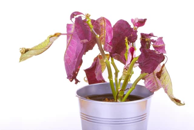 A withered poinsettia. This may not be your fault.