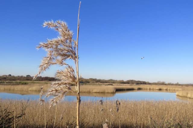 Zella had a fantastic day at Titchfield Haven and wonders what other local gems she's overlooked      Picture: Gary Taw