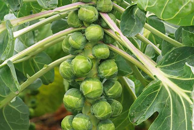 Brussels sprout Crispus.