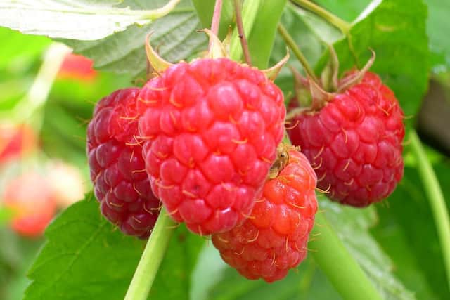 Autumn Bliss raspberries - did you remember to cut down the canes?