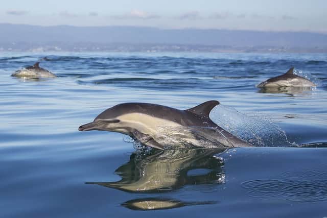A pod of dolphins.