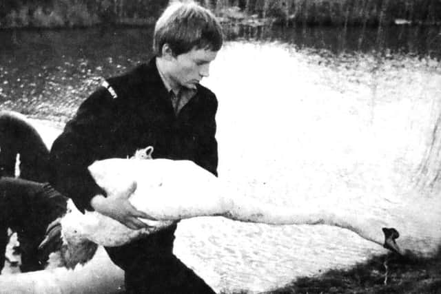 Members of the Fleet Clearance Diving Team bringing the injured swan ashore