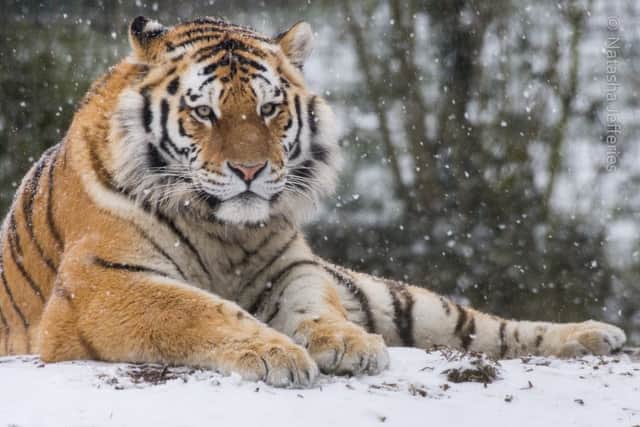 Tiger Makari enjoys a snow day at Marwell Zoo, near Winchester