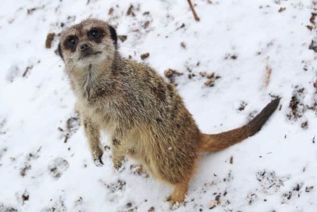 A meerkat enjoys a snow day at Marwell Zoo, near Winchester