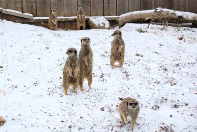 Meerkats enjoy a snow day at Marwell Zoo, near Winchester