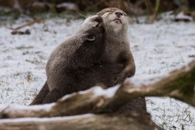 Otters enjoy a snow day at Marwell Zoo, near Winchester