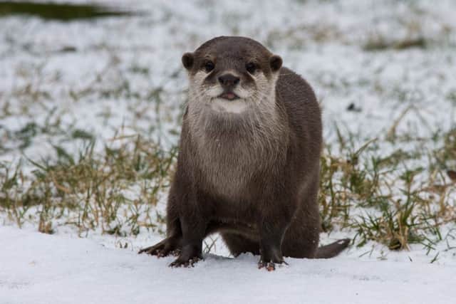 An otter enjoys a snow day at Marwell Zoo, near Winchester
