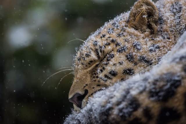 A snow leopard takes a snooze and enjoys a snow day at Marwell Zoo, near Winchester