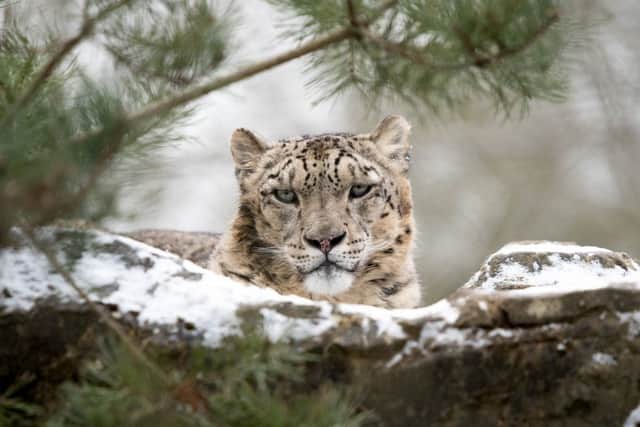 A snow leopard enjoys a snow day at Marwell Zoo, near Winchester