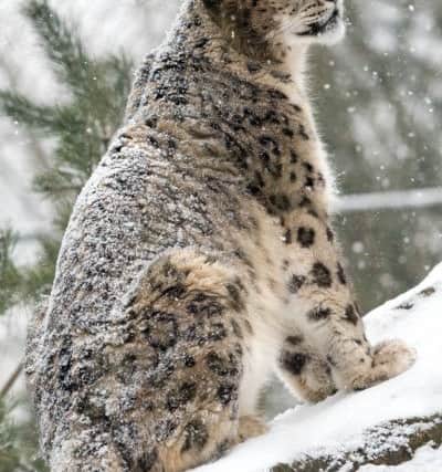 A snow leopard enjoys a snow day at Marwell Zoo, near Winchester