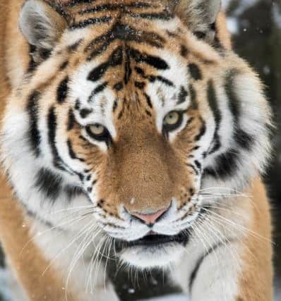 A snow tiger enjoys a snow day at Marwell Zoo, near Winchester