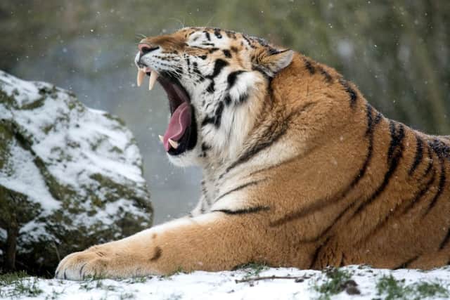 A tiger yawns and enjoys a snow day at Marwell Zoo, near Winchester